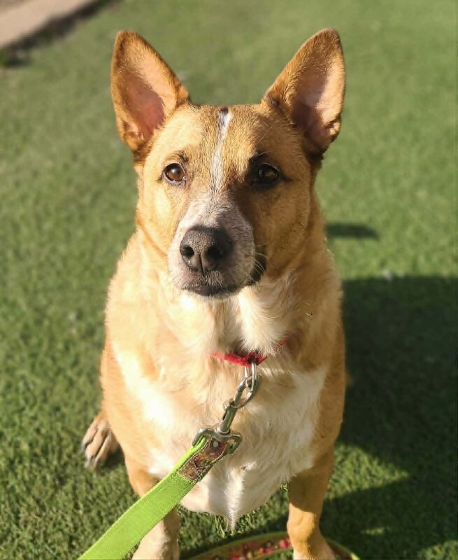 Picture of the Animal Listed